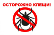 О профилактике клещевого боррелиоза
