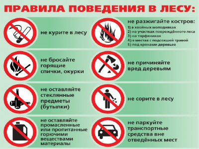 Как не потеряться в лесу – простые правила поведения в лесном массиве